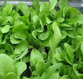 Endīvija 'Zuccherina Di Trieste'